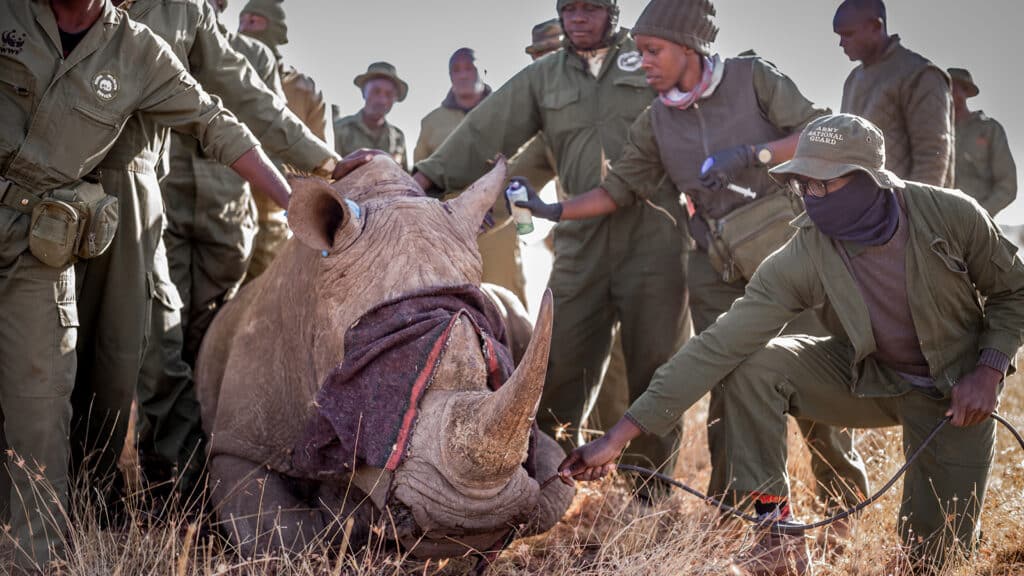 Rangers and Tranquilized Rhino