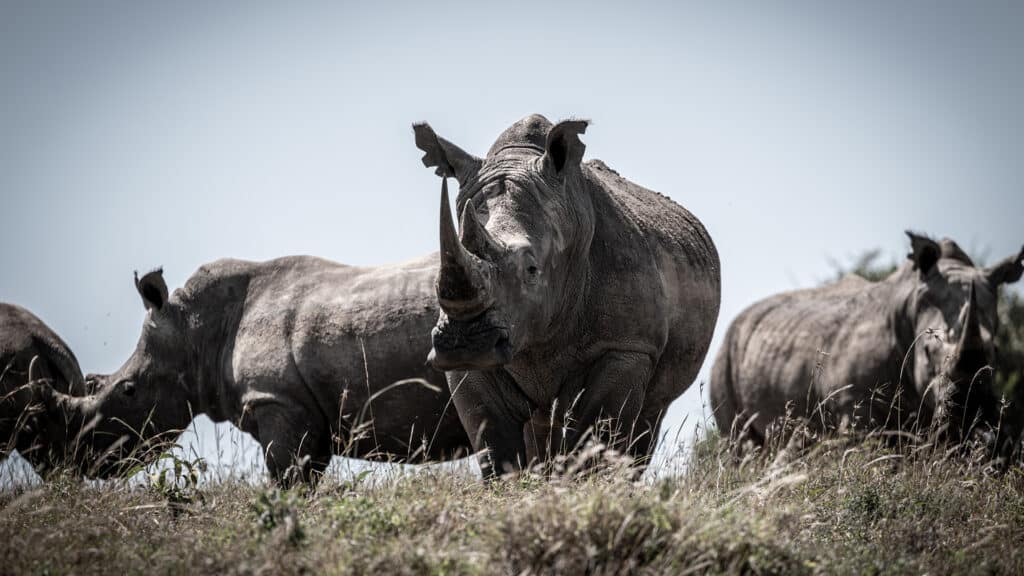 Rhinos in Heard
